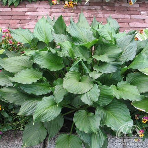 Stirfry Hosta Triple Tree Nurseryland