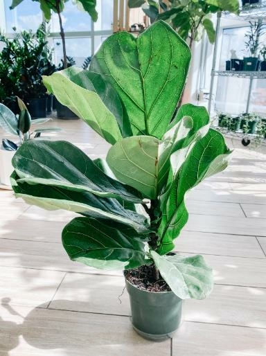 Fiddle Leaf Fig Bush Triple Tree Nurseryland