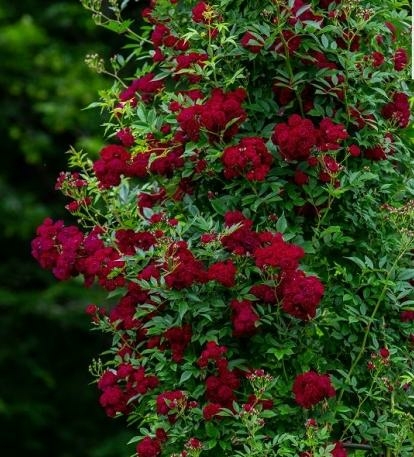 Domino Climbing Rose Triple Tree Nurseryland