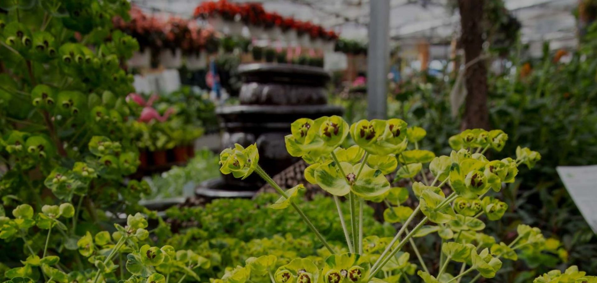 We love plants We love plants