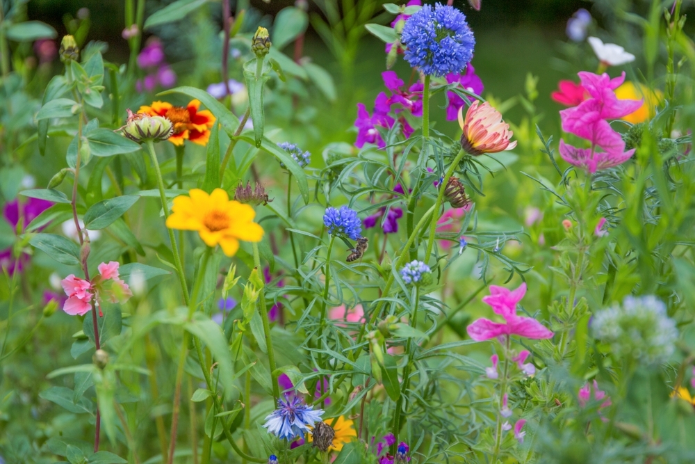 Create a Backyard Bee Meadow - Triple Tree Nurseryland