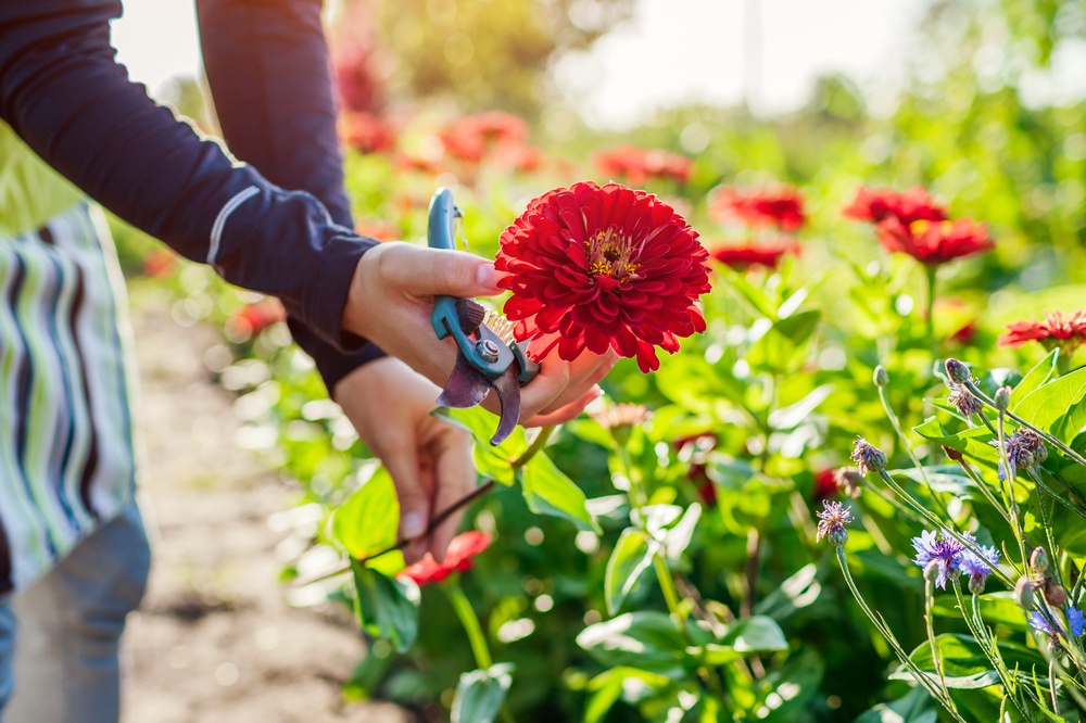 Grow your own flower bouquets from seed - Triple Tree Nurseryland