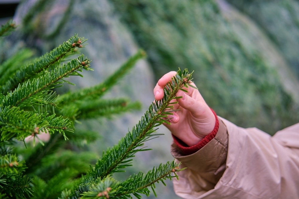 How To Choose The Perfect Christmas Tree - Triple Tree Nurseryland