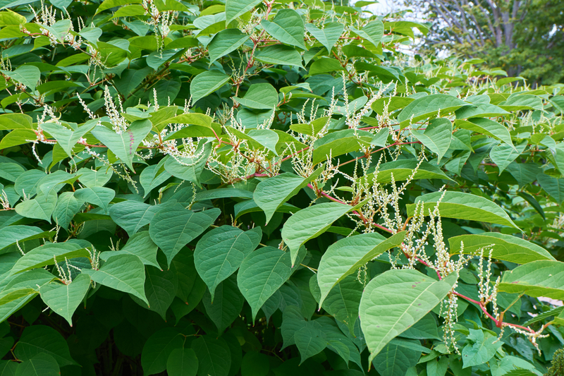 How to get rid of Japanese knotweed