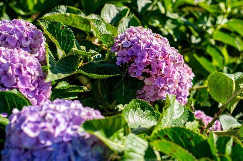 Low-Maintenance Shrubs