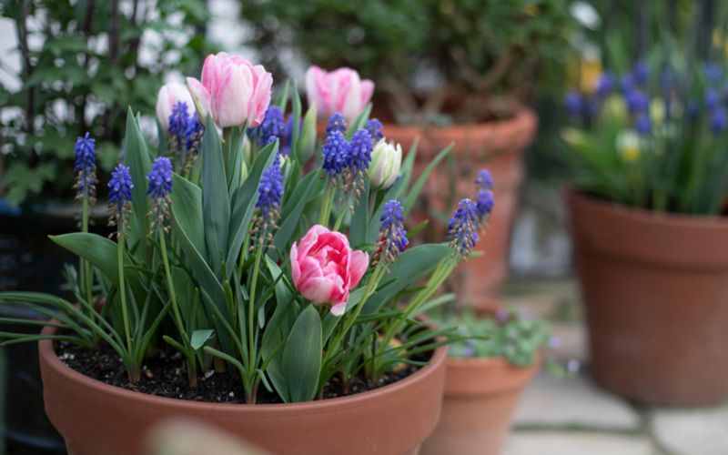 15 Early Spring Gardening Tasks