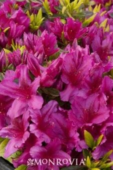 Girard Fuchsia Azalea