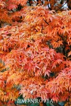 Lion's Head Japanese Maple - image 3