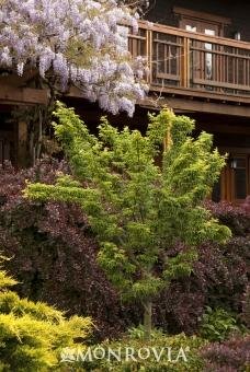 Lion's Head Japanese Maple - image 1