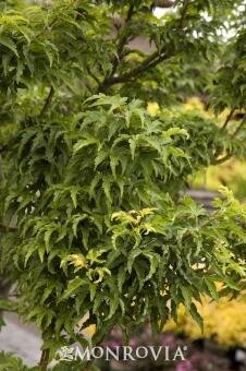 Lion's Head Japanese Maple