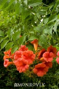 Hummingbird/Trumpet Vine (Campsis)