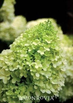 Tree Form Limelight Hydrangea