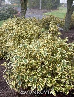 Gilt Edge Eleagnus