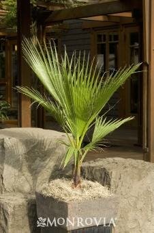 Mexican Fan Palm