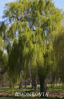 Green Weeping Willow