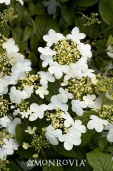 Summer Snowflake Viburnum