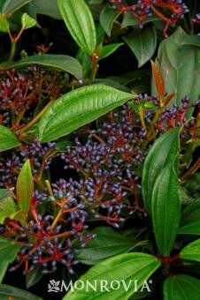 David's Viburnum