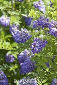 Amethyst Falls American Wisteria