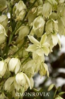 Weeping Yucca - image 3