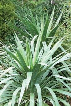 Weeping Yucca - image 2