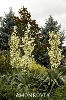 Weeping Yucca - image 1