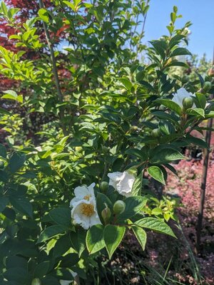 Japanese Stewartia