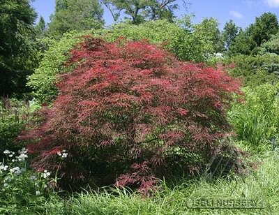 Garnet Japanese Maple - image 1