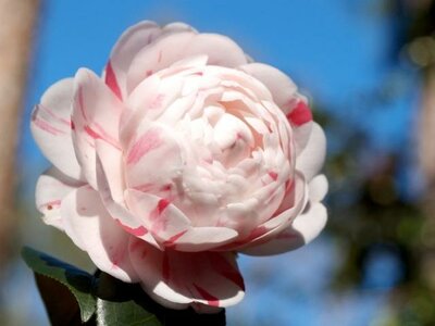 April Dawn Camellia