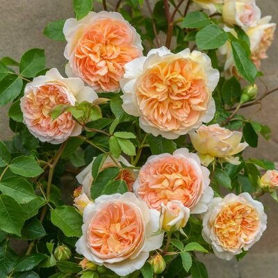 Bathsheba David Austin Rose