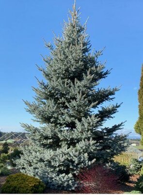 Bonny Blue Blue Spruce - image 3