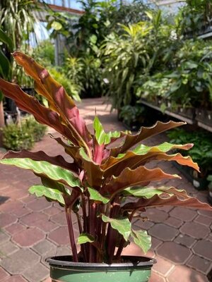 Calathea Rufibarba - image 2