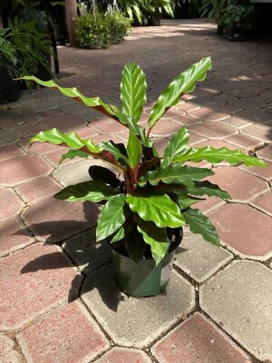 Calathea Rufibarba - image 1