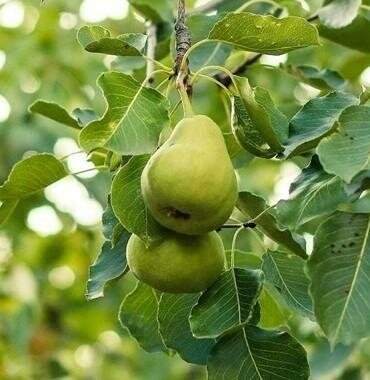 Anjou Pear Tree