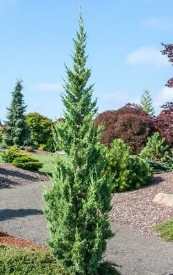 Trautman's Columnar Juniper