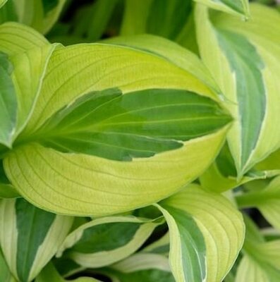 Yellow Polka Dot Hosta