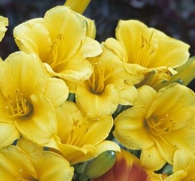 Stella D'Oro Daylily