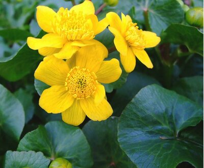 Marsh Marigold