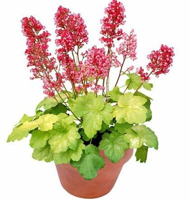 Sweet Tart Coral Bells (Heuchera)