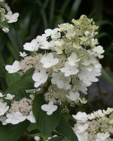 Tardiva Panicle Hydrangea