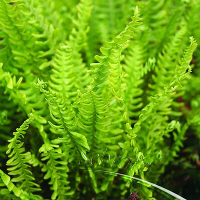 Deer Fern