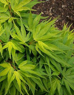 Mikawa Yatsubusa Japanese Maple Tree