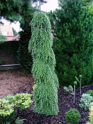 Weeping Canadian Hemlock - image 2