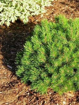 Dwarf Mugo Pine