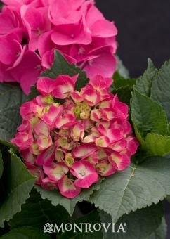 Cityline Paris Hydrangea