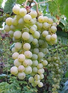 Himrod Seedless Grape