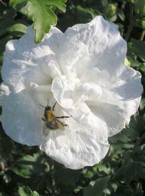 White Chiffon Hibiscus Tree