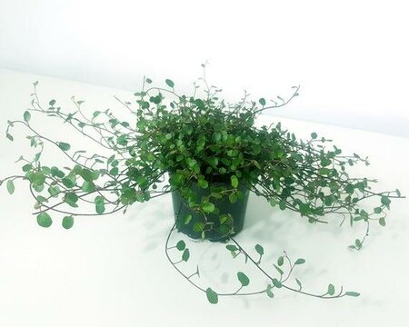 Maidenhair Vine