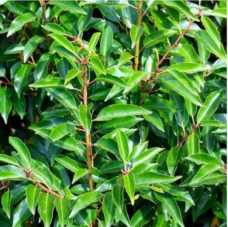 Portuguese Laurel