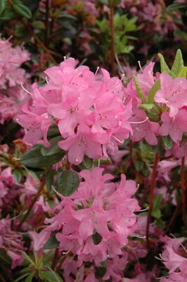 Hardijzer's Beauty Azalea