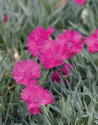 Neon Star Dianthus